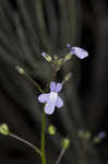 Apalachicola toadflax